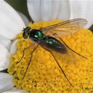 Heteropsilopus cingulipes at Evatt, ACT - 6 Nov 2024