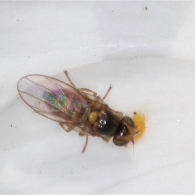 Chloropidae (family) (Frit fly) at Evatt, ACT - 6 Nov 2024 by kasiaaus