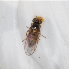 Chloropidae (family) at Evatt, ACT - 6 Nov 2024 08:58 AM