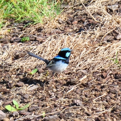 Malurus cyaneus (Superb Fairywren) at Allansford, VIC - 31 Oct 2024 by MB