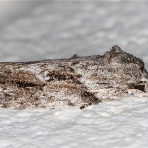 Agriophara confertella at Melba, ACT - 6 Nov 2024