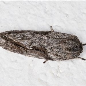 Agriophara confertella at Melba, ACT - 6 Nov 2024 08:30 PM