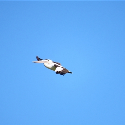 Pelecanus conspicillatus (Australian Pelican) at Allansford, VIC - 31 Oct 2024 by MB