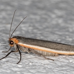 Palaeosia bicosta (Two-ribbed Footman) at Melba, ACT - 6 Nov 2024 by kasiaaus