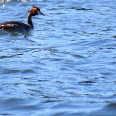 Podiceps cristatus (Great Crested Grebe) at Allansford, VIC - 31 Oct 2024 by MB