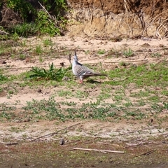 Ocyphaps lophotes (Crested Pigeon) at Allansford, VIC - 31 Oct 2024 by MB