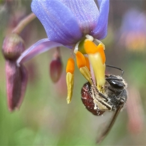 Lasioglossum (Parasphecodes) sp. (genus & subgenus) at Yarralumla, ACT - 7 Nov 2024