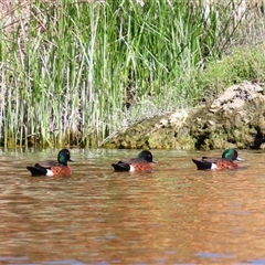 Anas castanea (Chestnut Teal) at Allansford, VIC - 1 Nov 2024 by MB