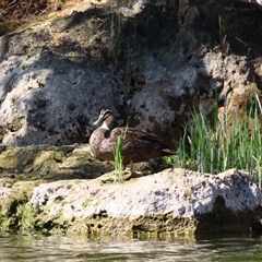 Anas superciliosa (Pacific Black Duck) at Allansford, VIC - 1 Nov 2024 by MB