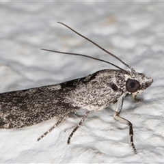 Nephopterix melanostyla at Melba, ACT - 6 Nov 2024 08:32 PM