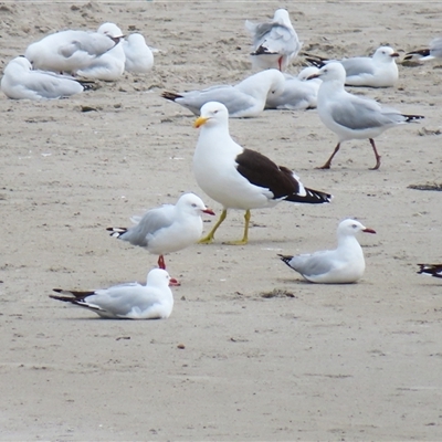 Larus dominicanus (Kelp Gull) at Warrnambool, VIC - 1 Nov 2024 by MB