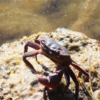 Unverified Crab at Port Fairy, VIC - 1 Nov 2024 by MB