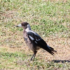 Gymnorhina tibicen (Australian Magpie) at Port Fairy, VIC - 1 Nov 2024 by MB