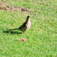 Anthochaera carunculata (Red Wattlebird) at Port Fairy, VIC - 1 Nov 2024 by MB