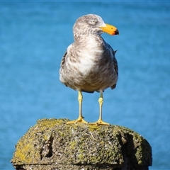 Larus pacificus (Pacific Gull) at Port Fairy, VIC - 1 Nov 2024 by MB