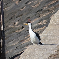 Microcarbo melanoleucos (Little Pied Cormorant) at Port Fairy, VIC - 1 Nov 2024 by MB