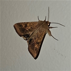 Helicoverpa armigera (Cotton bollworm, Corn earworm) at Braidwood, NSW - 8 Nov 2024 by MatthewFrawley