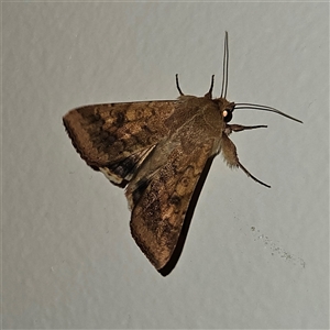 Helicoverpa armigera at Braidwood, NSW - 8 Nov 2024 10:42 PM