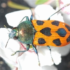 Castiarina octomaculata (A jewel beetle) at Stromlo, ACT - 8 Nov 2024 by Harrisi