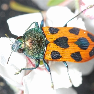 Castiarina octomaculata (A jewel beetle) at Stromlo, ACT - 8 Nov 2024 by Harrisi