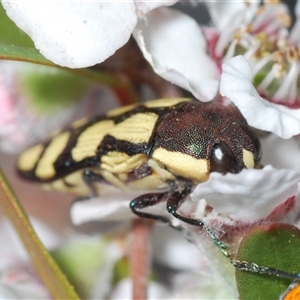 Castiarina decemmaculata at Stromlo, ACT - 8 Nov 2024