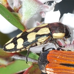 Castiarina decemmaculata at Stromlo, ACT - 8 Nov 2024