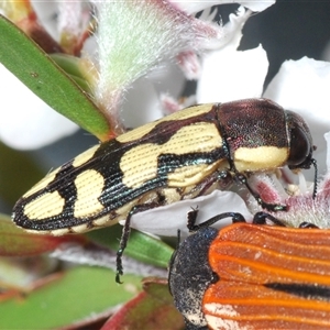 Castiarina decemmaculata at Stromlo, ACT - 8 Nov 2024