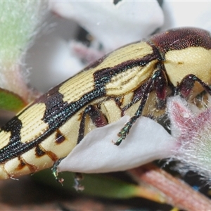 Castiarina decemmaculata at Stromlo, ACT - 8 Nov 2024