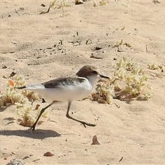 Anarhynchus ruficapillus (Red-capped Plover) at Francois Peron National Park, WA - 6 Nov 2024 by HelenCross