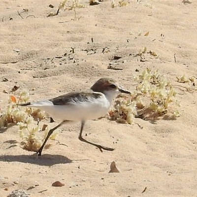 Anarhynchus ruficapillus (Red-capped Plover) at Francois Peron National Park, WA - 6 Nov 2024 by HelenCross