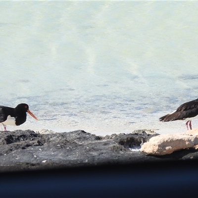 Haematopus longirostris (Australian Pied Oystercatcher) at Francois Peron National Park, WA - 6 Nov 2024 by HelenCross