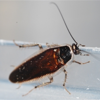 Johnrehnia concisa (A native cockroach) at Stirling, ACT - 8 Nov 2024 by Harrisi