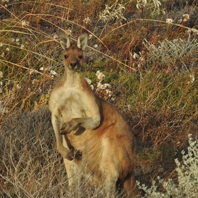 Macropus fuliginosus at Carrarang, WA - 5 Nov 2024 by HelenCross