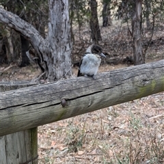 Cracticus torquatus (Grey Butcherbird) at Cook, ACT - 8 Nov 2024 by TonyAshton