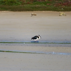 Threskiornis spinicollis (Straw-necked Ibis) at Port Fairy, VIC - 1 Nov 2024 by MB