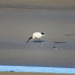 Threskiornis molucca (Australian White Ibis) at Port Fairy, VIC - 1 Nov 2024 by MB