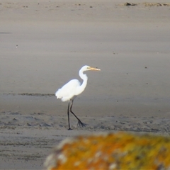 Ardea alba (Great Egret) at Port Fairy, VIC - 1 Nov 2024 by MB