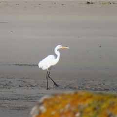 Ardea alba (Great Egret) at Port Fairy, VIC - 1 Nov 2024 by MB