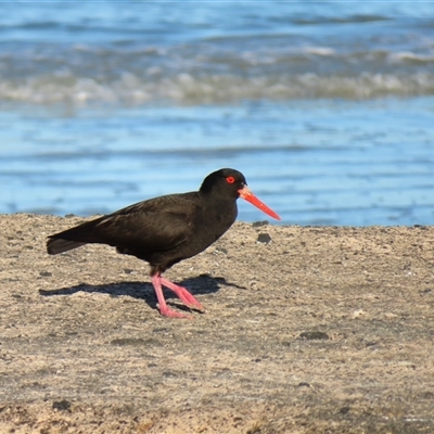 Haematopus fuliginosus (Sooty Oystercatcher) at Port Fairy, VIC - 1 Nov 2024 by MB