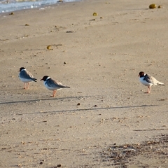 Charadrius rubricollis (Hooded Plover) at Port Fairy, VIC by MB