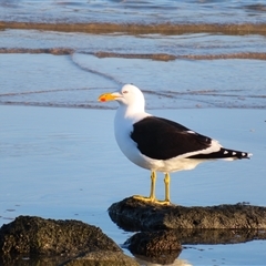 Larus dominicanus (Kelp Gull) at Port Fairy, VIC - 1 Nov 2024 by MB