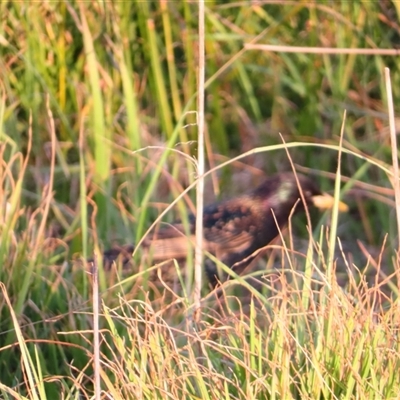 Sturnus vulgaris (Common Starling) at Port Fairy, VIC - 1 Nov 2024 by MB