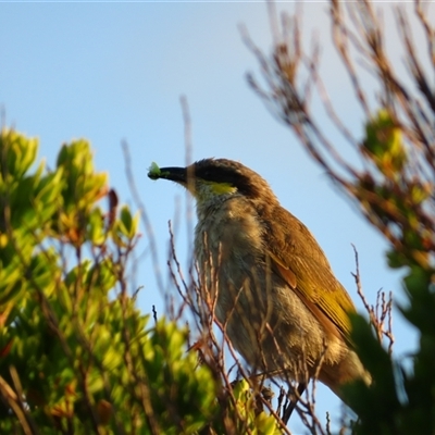 Gavicalis virescens (Singing Honeyeater) at Port Fairy, VIC - 1 Nov 2024 by MB