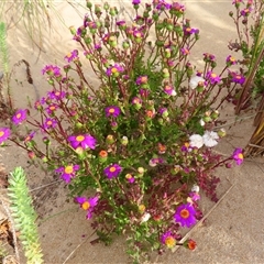 Senecio elegans at Yambuk, VIC - 2 Nov 2024 by MB