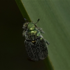 Diphucephala elegans (Green scarab beetle) at Uriarra Village, ACT - 6 Nov 2024 by DianneClarke