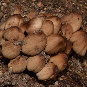 Coprinellus micaceus group at Uriarra Village, ACT - 7 Nov 2024