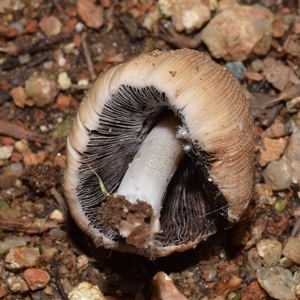 Coprinellus micaceus group at Uriarra Village, ACT - 7 Nov 2024