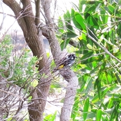 Phylidonyris novaehollandiae (New Holland Honeyeater) at Portland, VIC - 2 Nov 2024 by MB