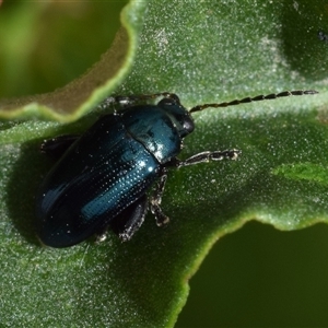 Arsipoda chrysis at Uriarra Village, ACT - 7 Nov 2024