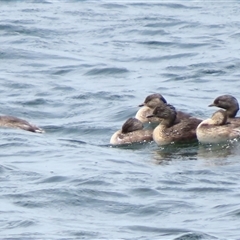 Poliocephalus poliocephalus (Hoary-headed Grebe) at Portland, VIC - 2 Nov 2024 by MB